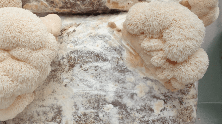lions mane mushroom