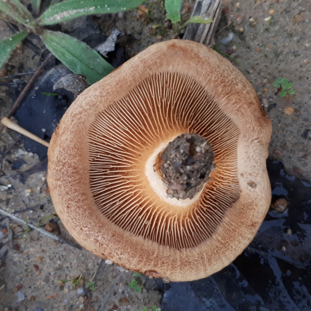 Brown roll-rims ii