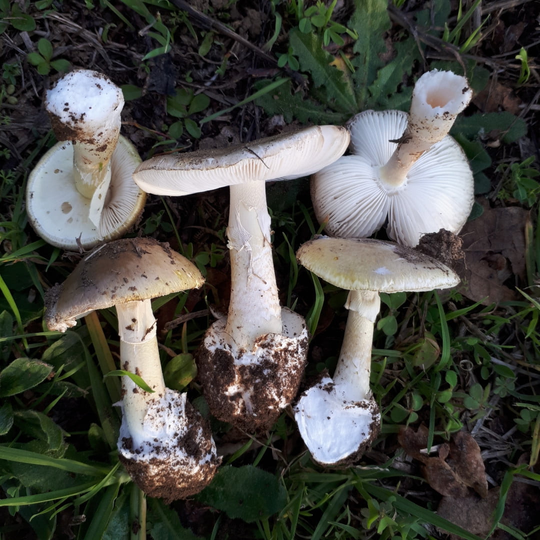 Death Caps i