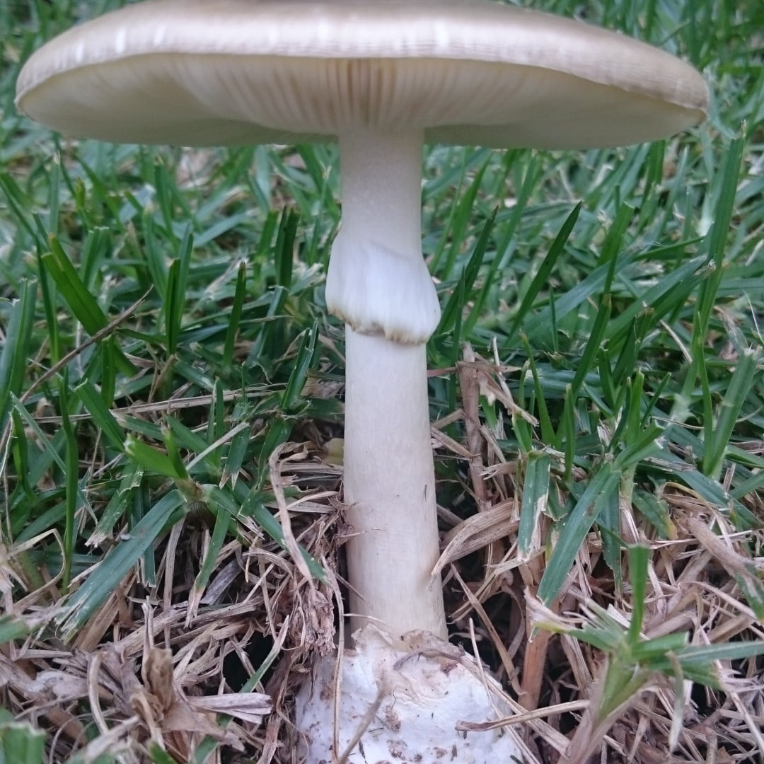 Death Caps ii
