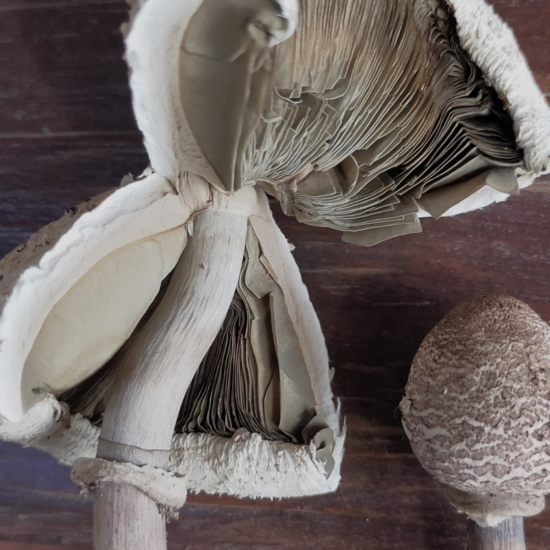 False parasols i