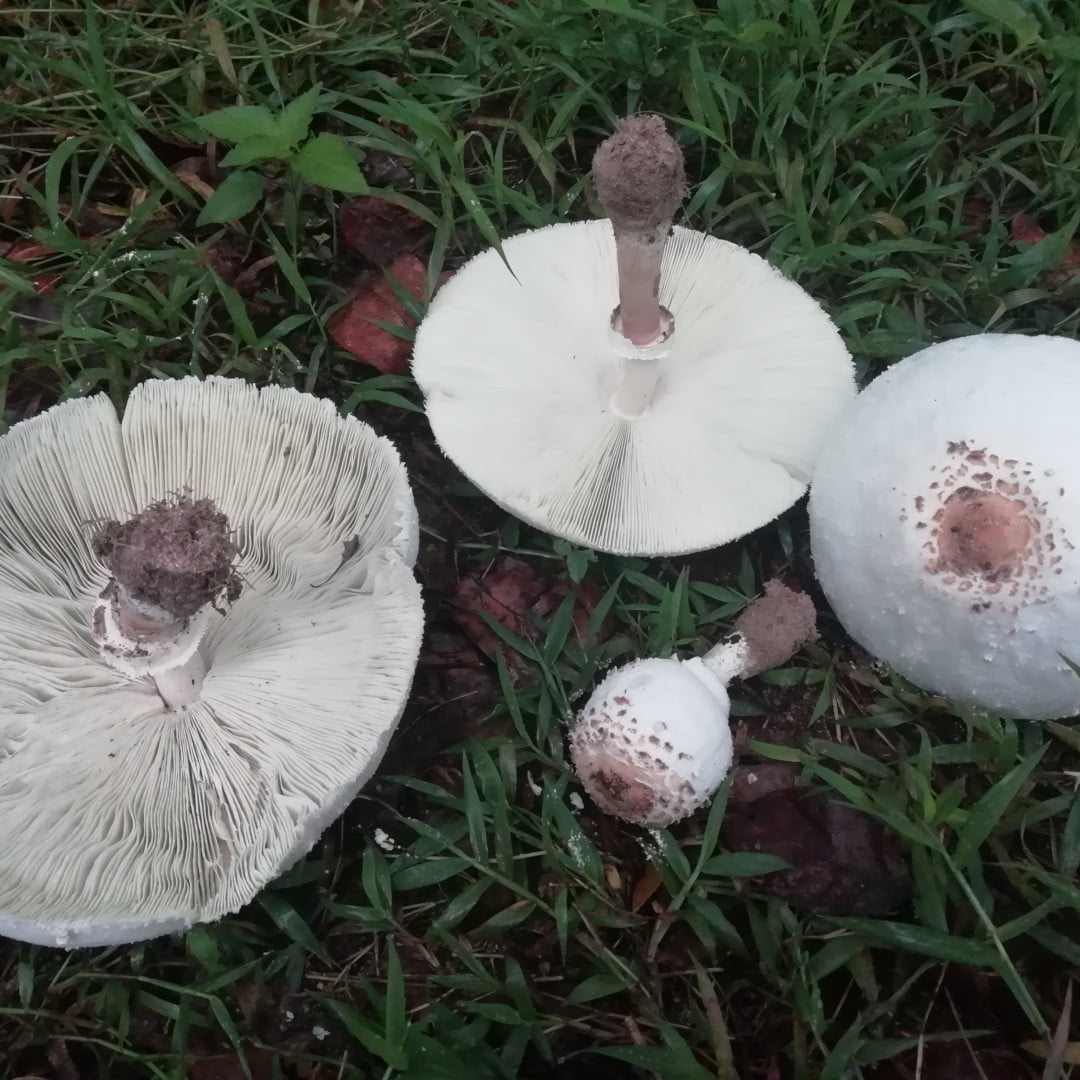 False parasols iii