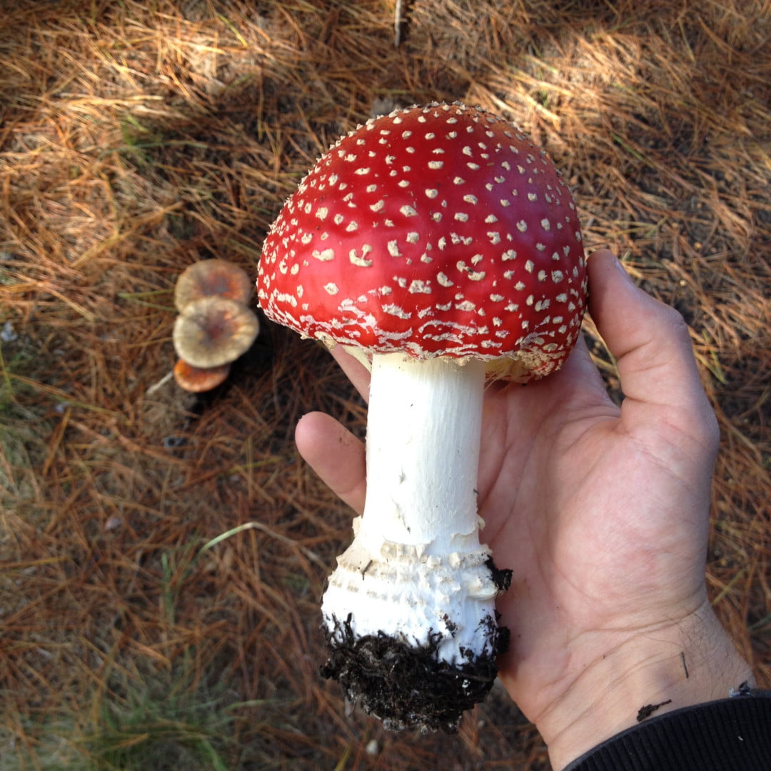 Fly Agaric i
