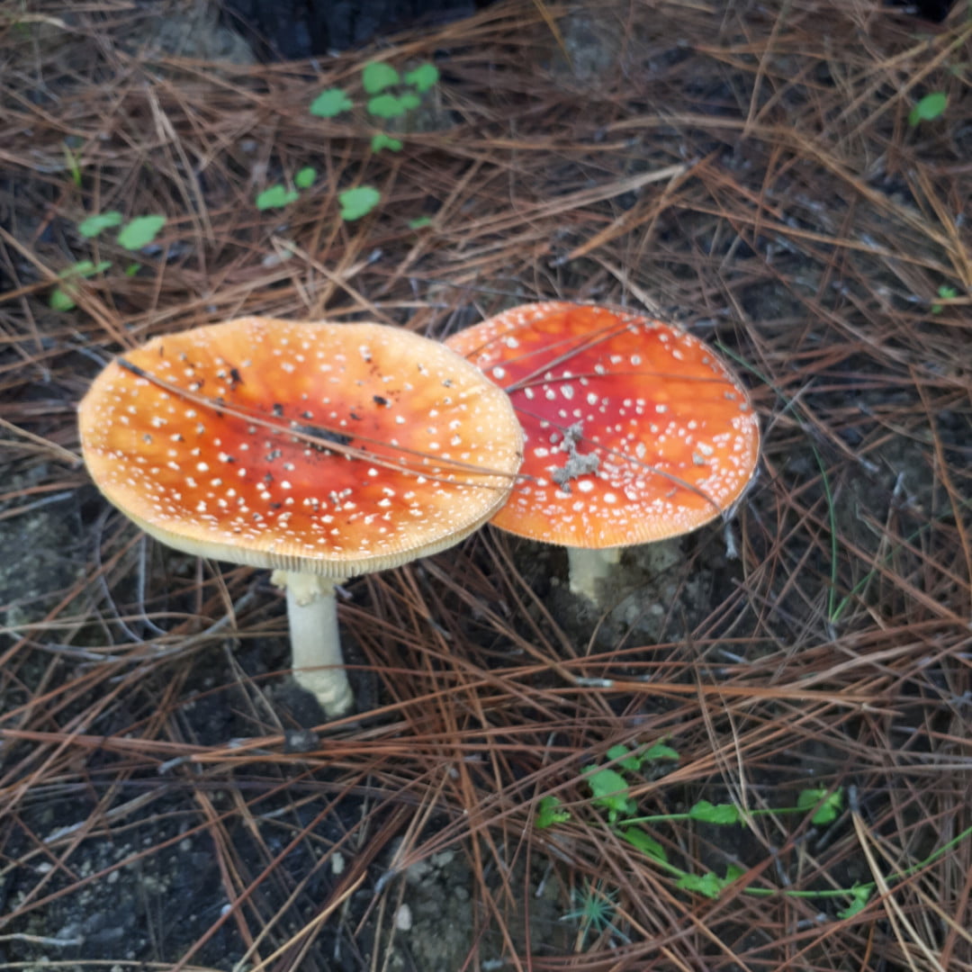 Fly Agaric ii