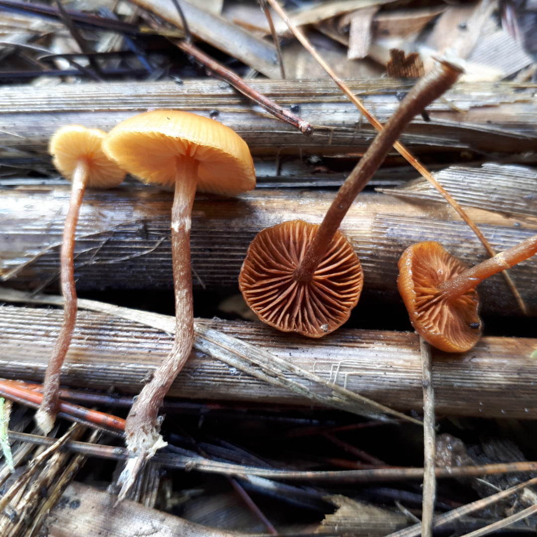 Galerina species i