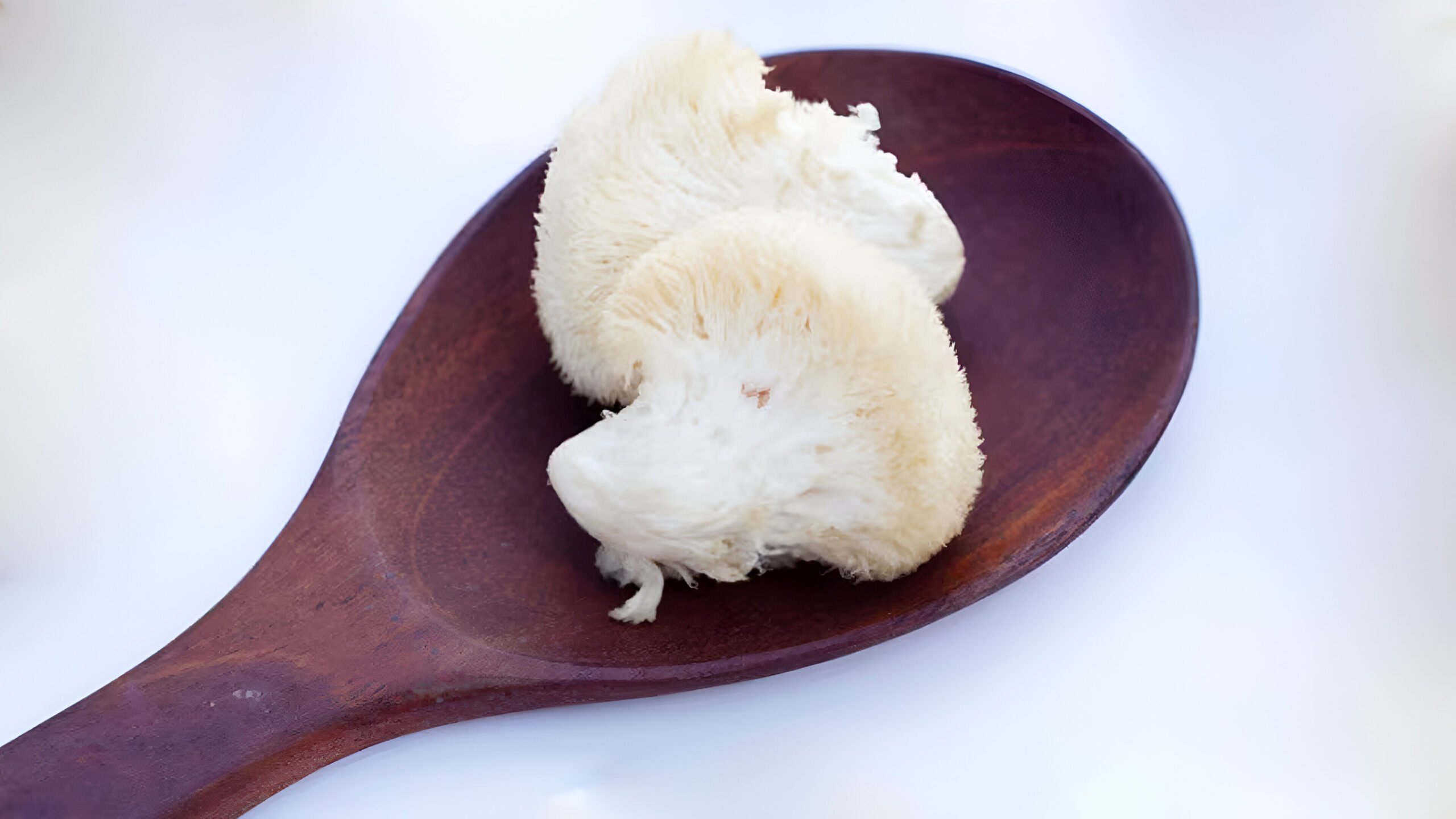 a guide to lion's mane