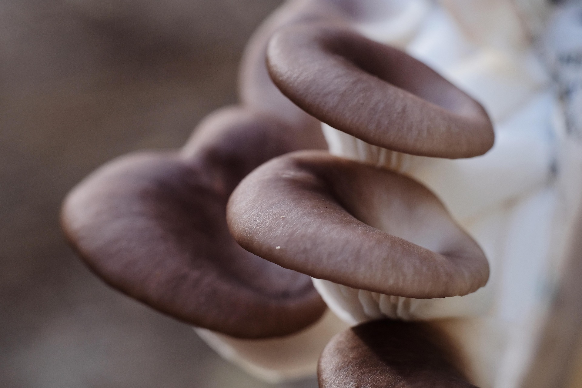 Tips to keep mushrooms fresh