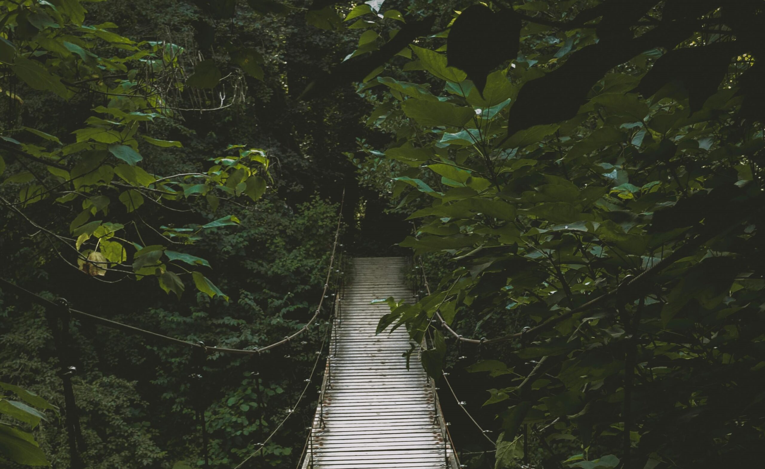 Awakening the Soul Finding Purpose and Nature Connection Through a Vedic Soma Experience