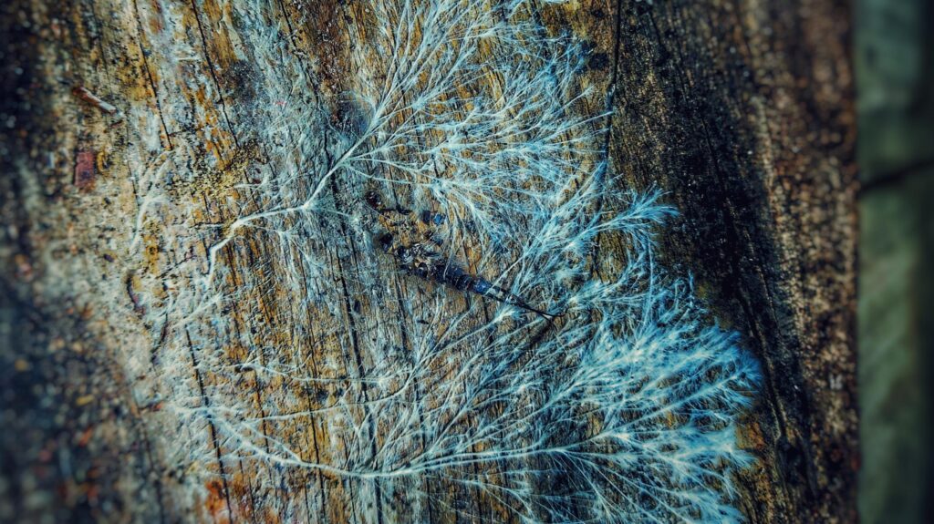 The Mycelial Mind Accessing the Earth’s Spiritual Network Through Mushrooms